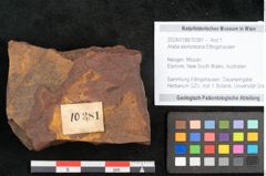 Foto (Objekt + Etikett) von Aralia elsmoreana Ettingshausen (NHMW-GEO-2024-0188-10381)